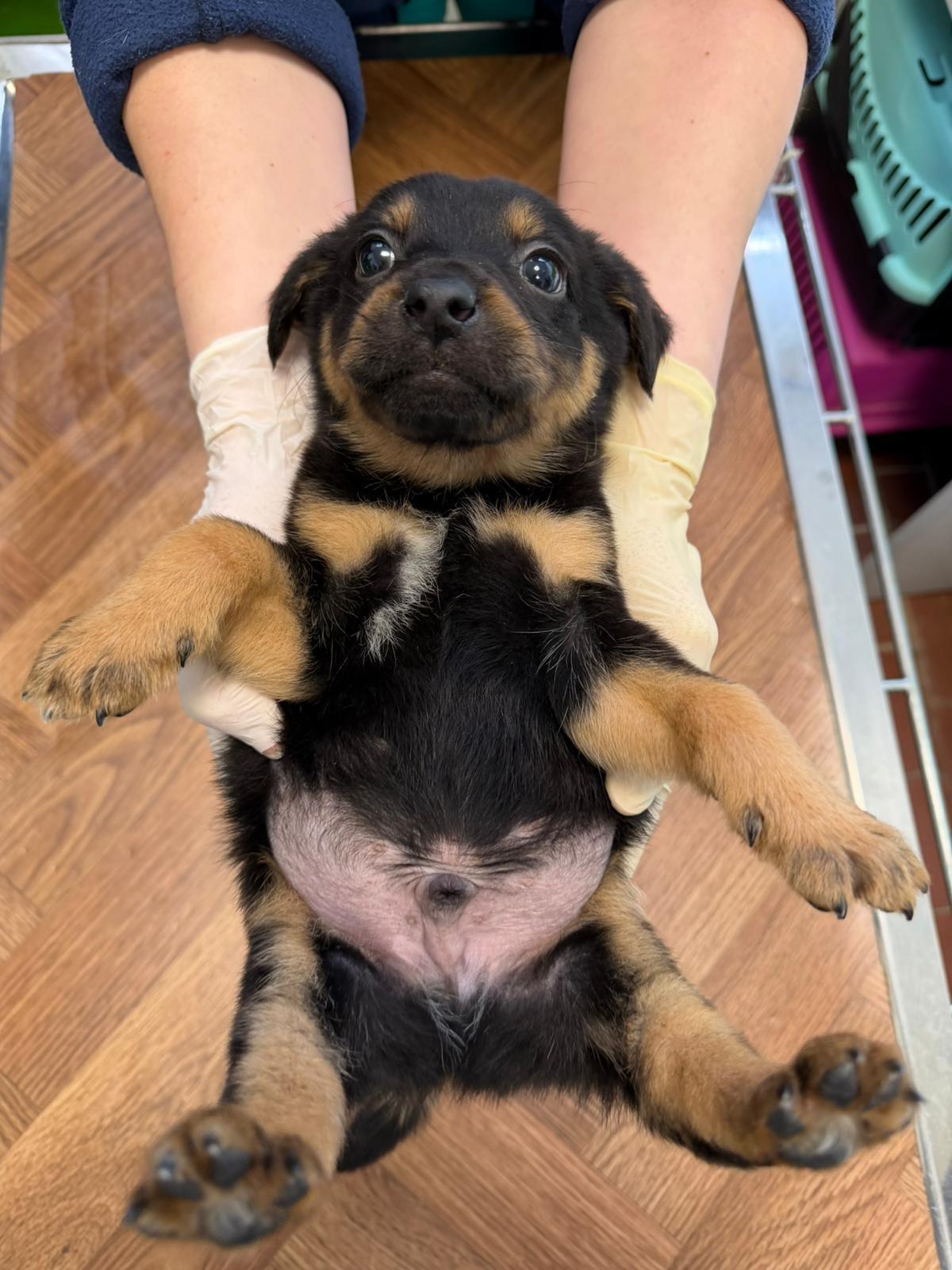 VETERINARSKI TEHNIČARI U POSJETU SKLONIŠTU ZA NEZBRINUTE ŽIVOTINJE SISAK