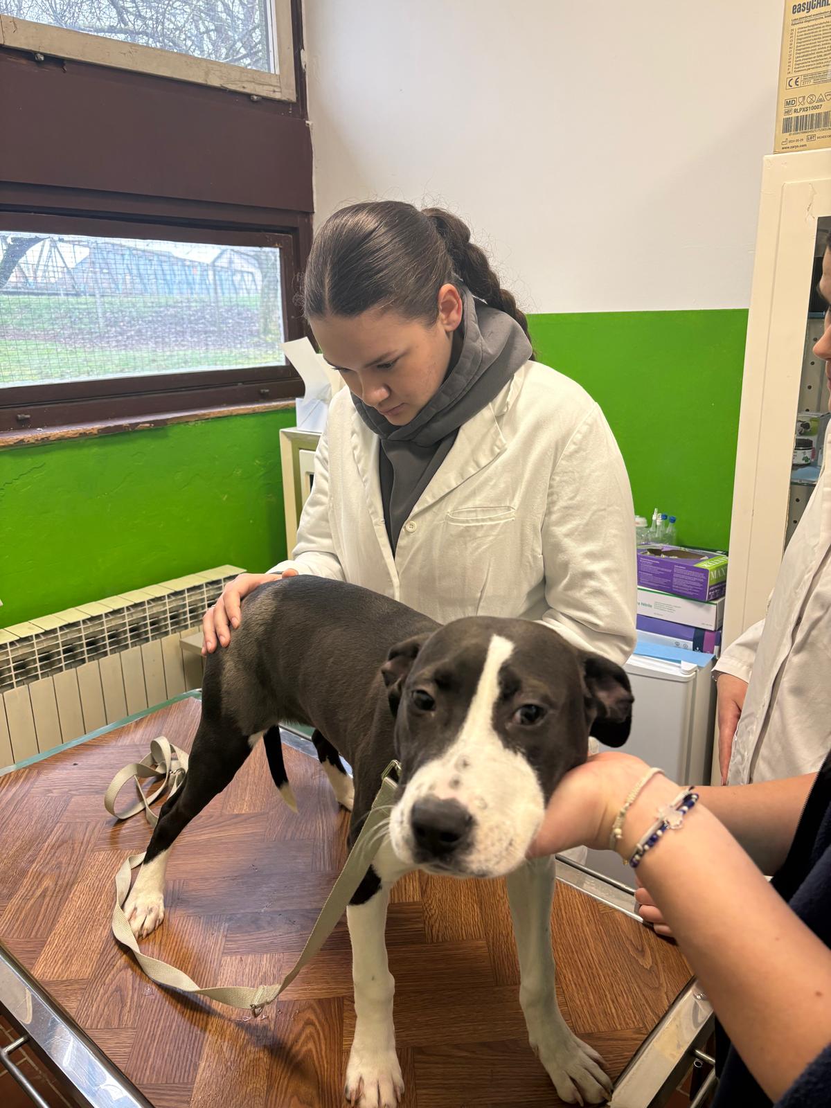 VETERINARSKI TEHNIČARI U POSJETU SKLONIŠTU ZA NEZBRINUTE ŽIVOTINJE SISAK