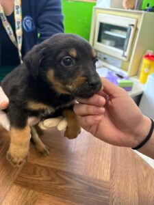 VETERINARSKI TEHNIČARI U POSJETU SKLONIŠTU ZA NEZBRINUTE ŽIVOTINJE SISAK