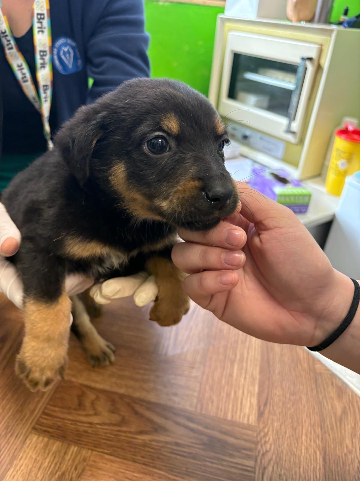 VETERINARSKI TEHNIČARI U POSJETU SKLONIŠTU ZA NEZBRINUTE ŽIVOTINJE SISAK