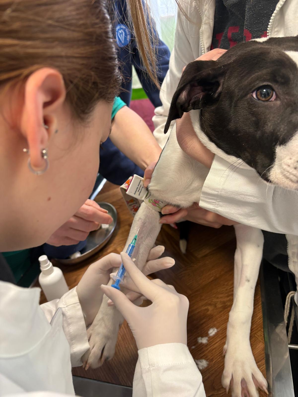 VETERINARSKI TEHNIČARI U POSJETU SKLONIŠTU ZA NEZBRINUTE ŽIVOTINJE SISAK