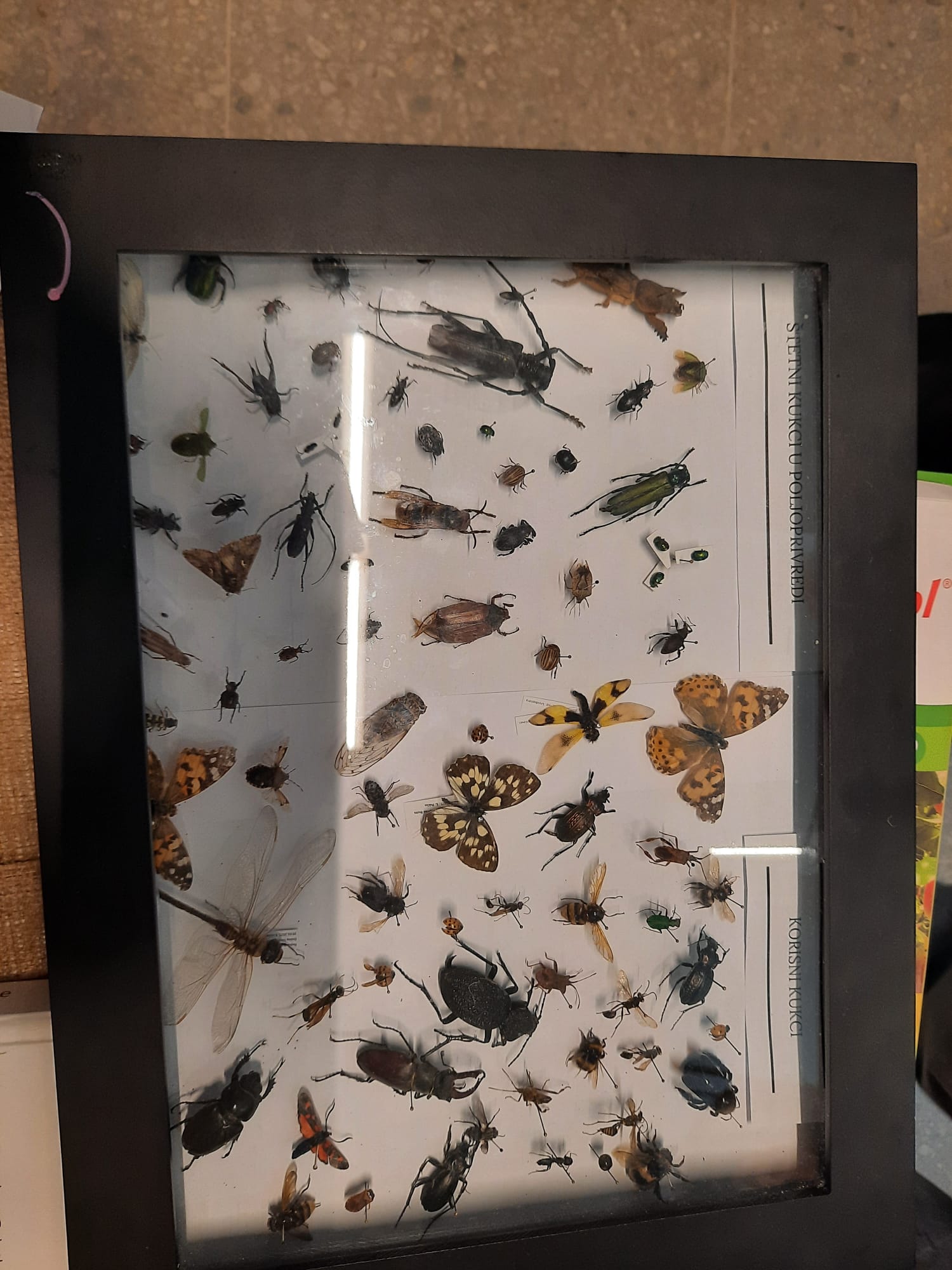 DAN OTVORENIH VRATA AGRONOMSKOG FAKULTETA I DAN OČARANOSTI BILJKAMA