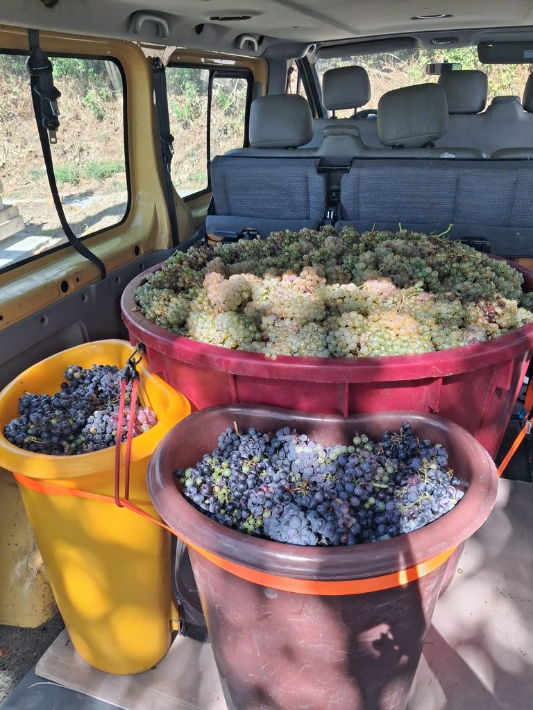 BERBA I PRERADA GROŽĐA 🍇🍷 img 20260923 wa0012