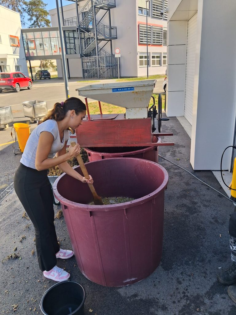 BERBA I PRERADA GROŽĐA 🍇🍷 img 20260923 wa0018