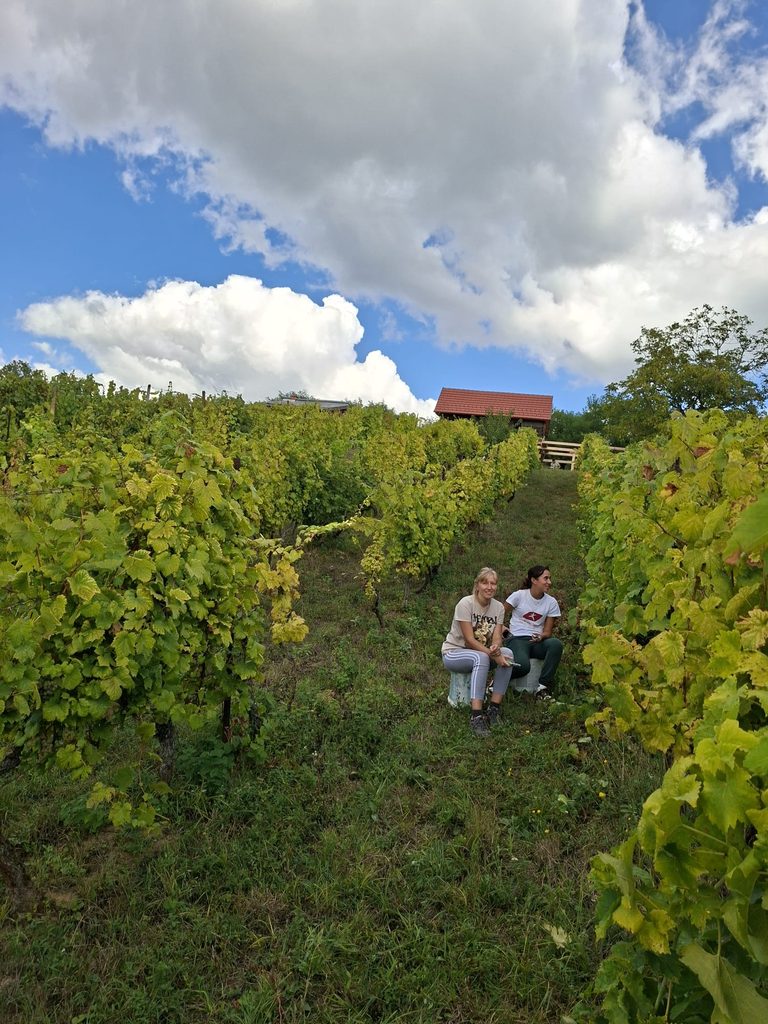 BERBA I PRERADA GROŽĐA 🍇🍷 img 20260923 wa0021